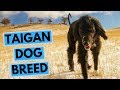 Taigan Dog Breed - Facts and Information