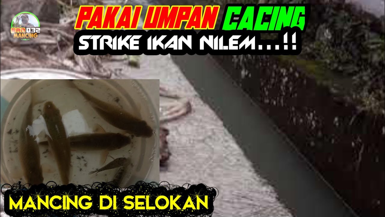 LUAR BIASA‼️PEMBUKAN SAMPAI AKHIR PULL STRIKE - YouTube