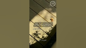 سورة العنكبوت الآية رقم ١ | قارئ ماهر المعيقلي 🌼