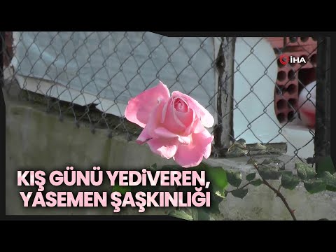 Güneşi Gören Yediverenler, Yasemen ve Hanımelleri Çiçek Açtı