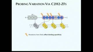 Variation of Regulatory Networks Across Organisms