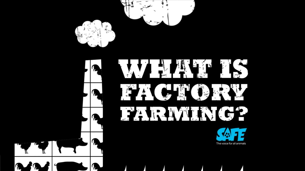 What Is Factory Farming - Safe