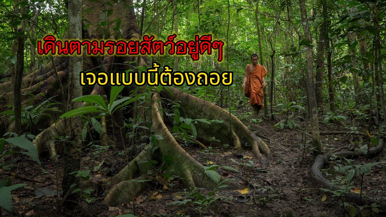 เดินป่า - เจอป่าแบบนี้ห้ามเข้าไปคนเดียวเด็ดขาด ทางด่านสัตว์ป่า โป่ง ป่าดงดิบกาญจนบุรี