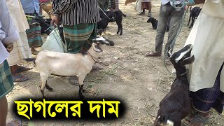 বিভিন্ন সাইজের ছাগলের দাম || sagoler haat | ছাগলের হাট || বিভিন্ন ধরনের ছোট ছাগলের দাম || goat price