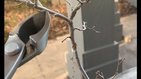 How to Create Taper in Your Bonsai Tree