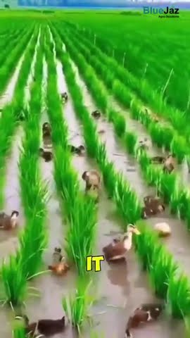 Relationship between rice and ducks in Asia. #farming
