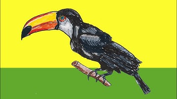 How To Draw A Realistic Toucan