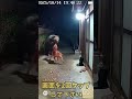 熊 VS 犬 #shorts