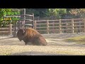 【東山動植物園公式】スポーツの秋？《 アメリカバイソン　バイソン 》