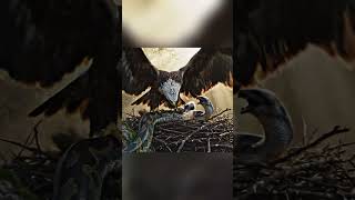 Eagle vs Giant Python | Forest Nest Defense in 4K Ultra HD