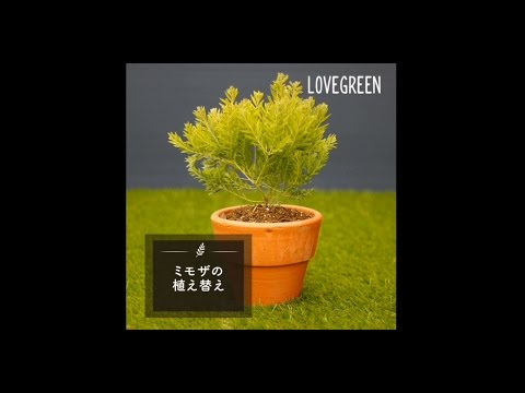 ミモザの植え替え Lovegreen動画 Youtube