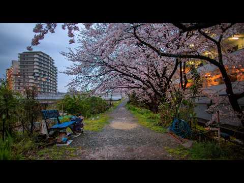 Rainy Dusk Walk through Quiet Japanese Suburbs with Sakura in Bloom | Kobe Nishi, Japan 4k ASMR