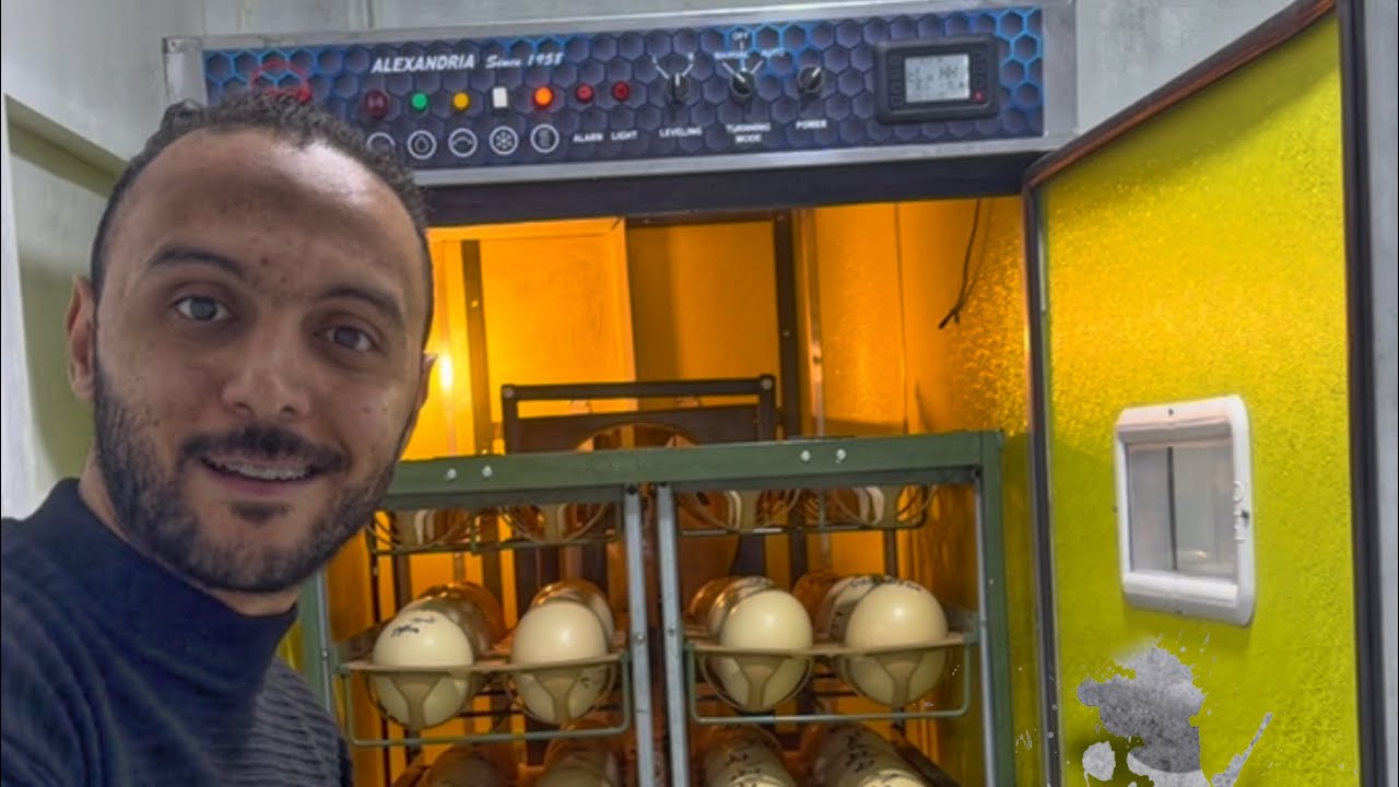 دخلت اول مجموعة بيض نعام في المعمل الجديد 🫢حصل ايه 
