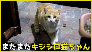 またまたキジシロ猫ちゃんがお腹を空かせてやってきました by kopasan 6匹+3匹の猫 【猫と車とDIY】 2,218 views 3 months ago 2 minutes, 10 seconds