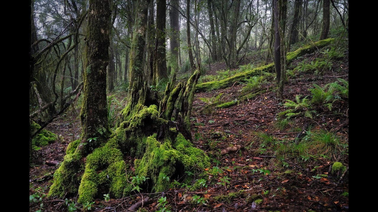 20220521 - New England National Park - A Photography Adventure