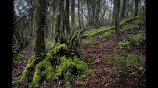 20220521 - New England National Park - A Photography Adventure