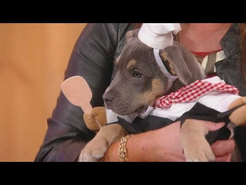 Our 2022 Halloween PUPPY Parade With Beth Stern