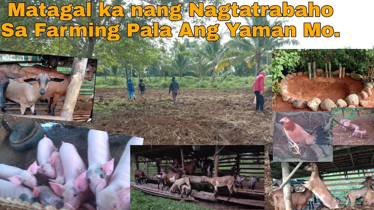 3 Dapat Iwasan Para Yumaman Ang Farming | Goat Farming Pig Farming Chicken Farming At Iba pa
