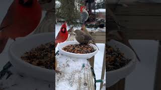 Beautiful Birds Usa 2024 by FAMILY VIDEO 8 views 3 months ago 1 minute, 50 seconds