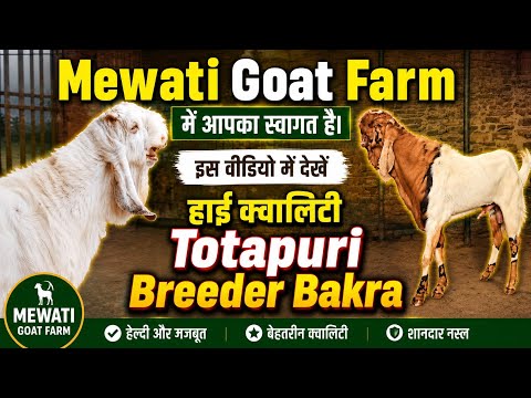 Mewati Totapuri Breeder Bakra 🔥 | High Quality Breeding Stud Goat | Best Totapuri Bakra 2026