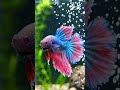 Neon Colour Fighter Fish 🐠✨ | Most Beautiful Betta Fish Ever #FighterFish #BettaFish #NeonFish #neon