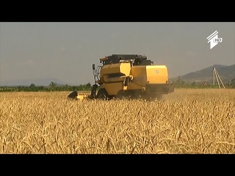 ფერმა - საოკუპაციო ხაზთან მარცვლეული კულტურების მოსავლის აღება მიმდინარეობს