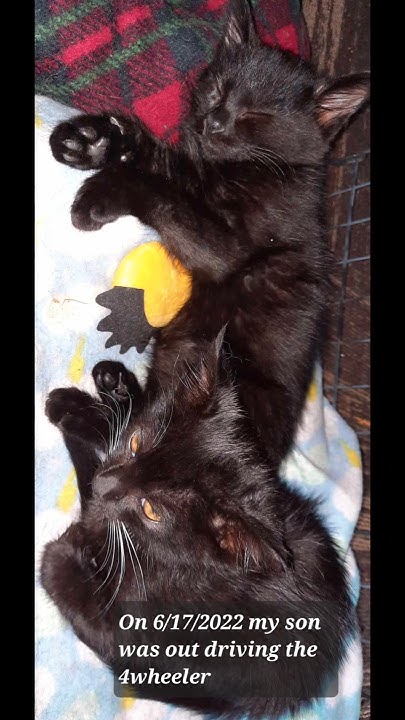 The Story Of Ursa She Might Be The Runt But She Is The Definition Of venus-furry-people-productions