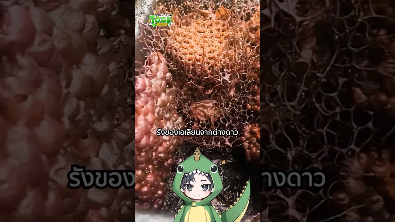 ผึ้งกินเนื้อ | TOGE トゲ