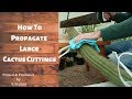 Expert Guide: Propagating Large Cactus Cuttings with Care and Patience