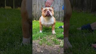 Who&#39;s her Daddy? Royal Kennels Mac-cine 10 months old #shorts #puppy #bully