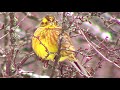 Овсянка обыкновенная зимой || yellowhammer