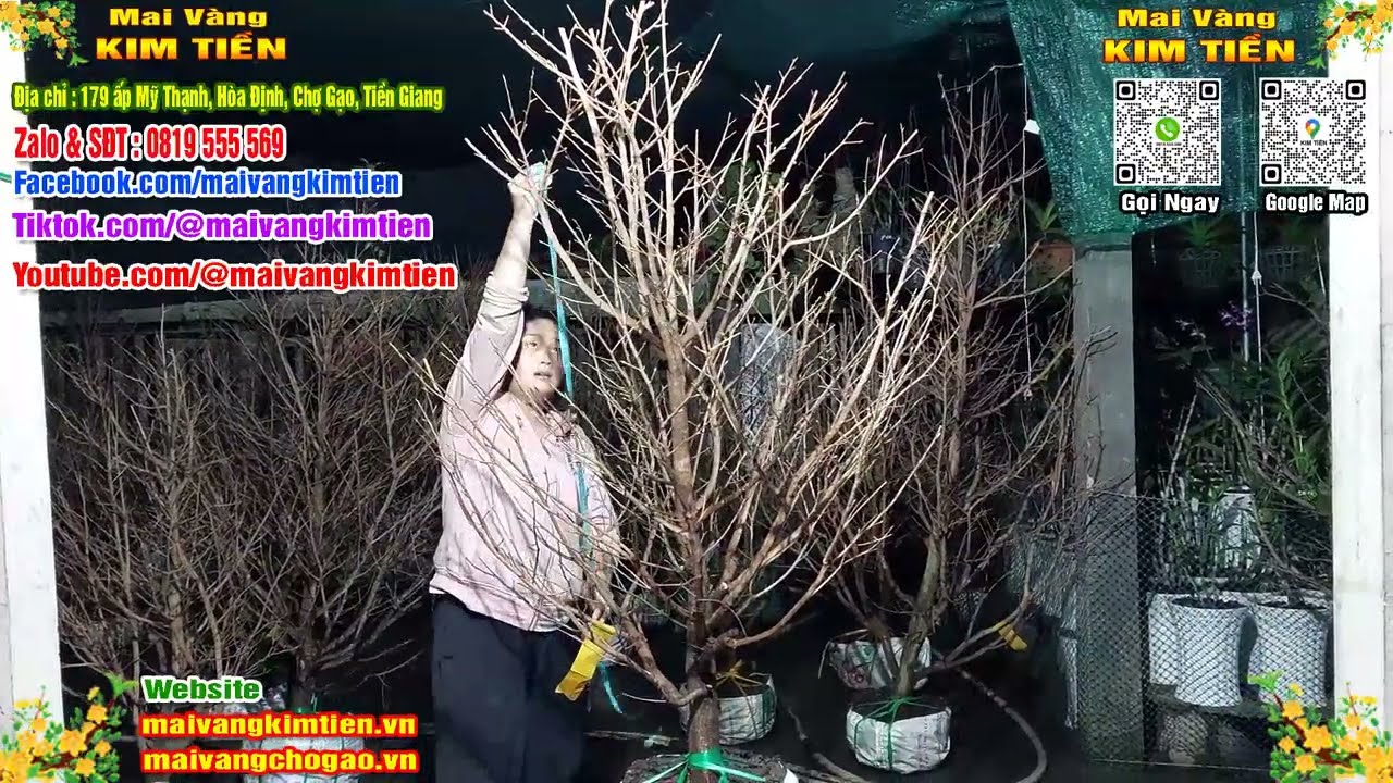 Mai Vàng Nhiều Nụ Đón Tết Bao Ship Toàn Quốc - Mai Vàng Kim Tiền Chợ Gạo