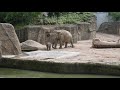 Cute newborn One month old elephantbaby running with bamboo and eating bamboo #shorts