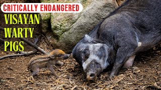 Critically Endangered Visayan Warty Pigs