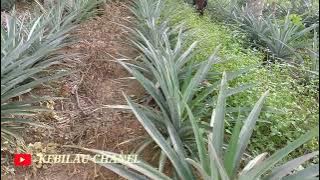 Pengendalian gulma pada tanaman nanas