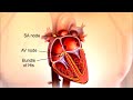 How The Cardiac Conduction System Works || Electrical System of The Heart |