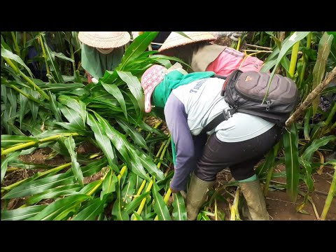 Video: Bisakah Mengembalikan Tanaman Jagung Bengkok - Cara Menyelamatkan Jagung Yang Rusak