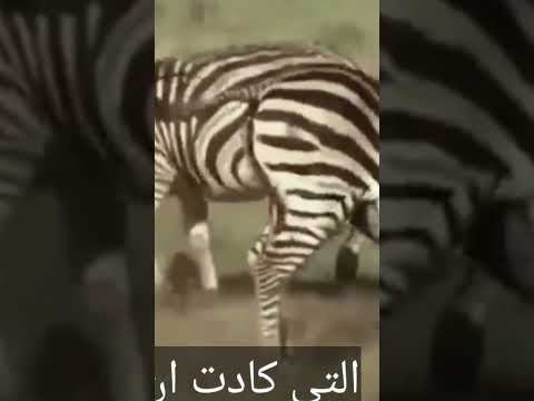 حمار وحشي لعب دور طبيب ولادة انقد زوجته وجنينه من الموت بعد تعسر في المخاض