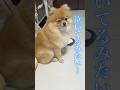 泣いちゃった？ポメラニアン😢😢😢