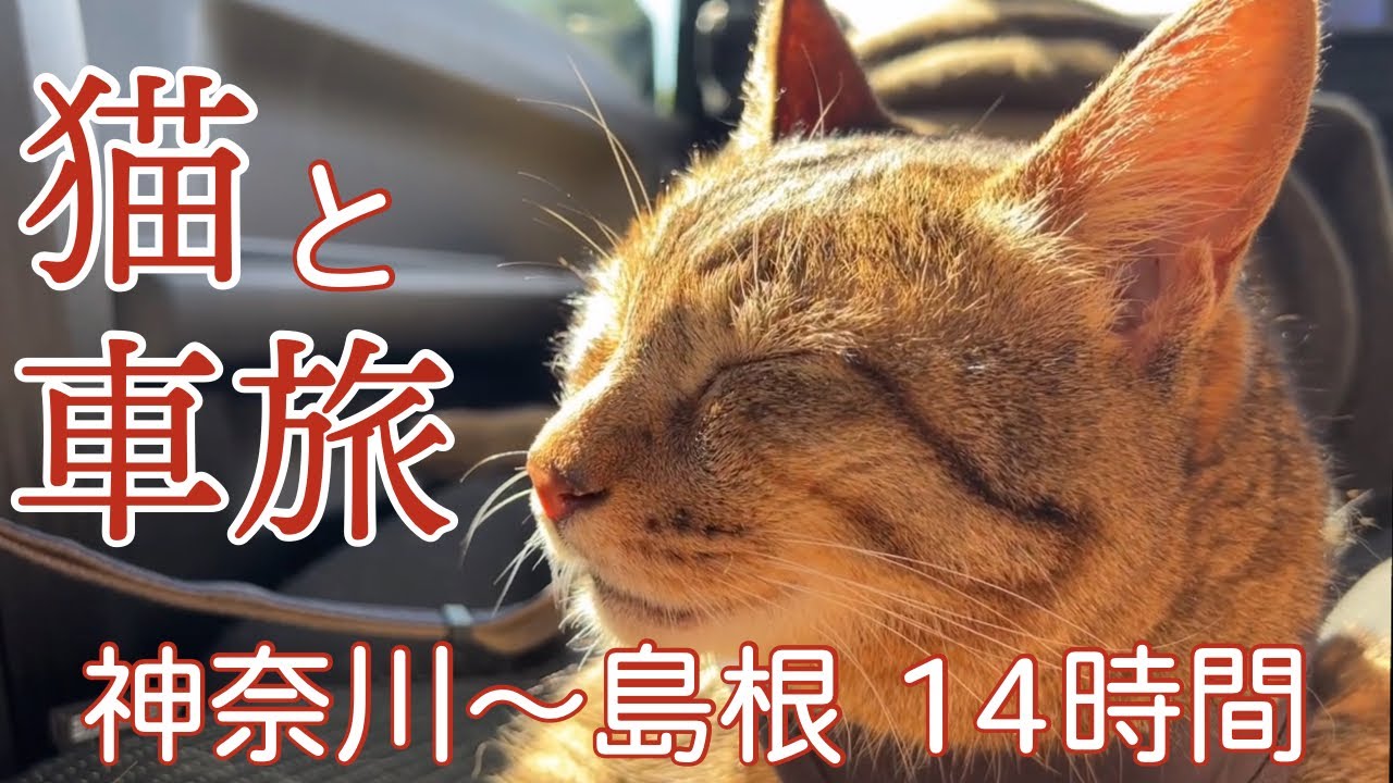 猫2匹と車移動 約14時間の旅 神奈川から島根へジムニーで大移動