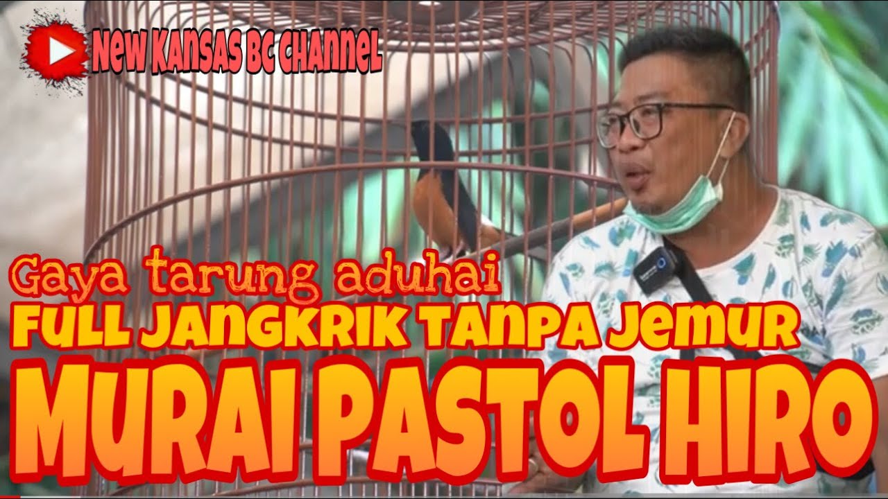 MURAI PASTOL HIRO FULL JANGKRIKTANPA JEMUR// GAYA TARUNG ADUHAI