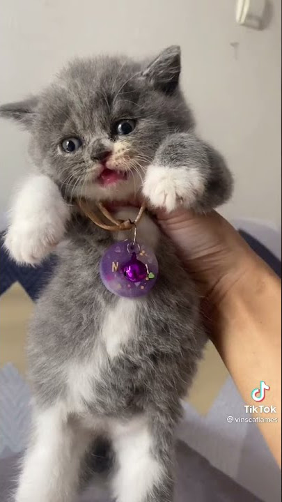 ayo kunjungi tiktok kucing ini oke