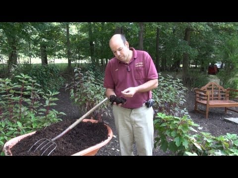 Video: Kas ir Hemlock mulča: vai Hemlock mulča ir droša lietošanai dārzos