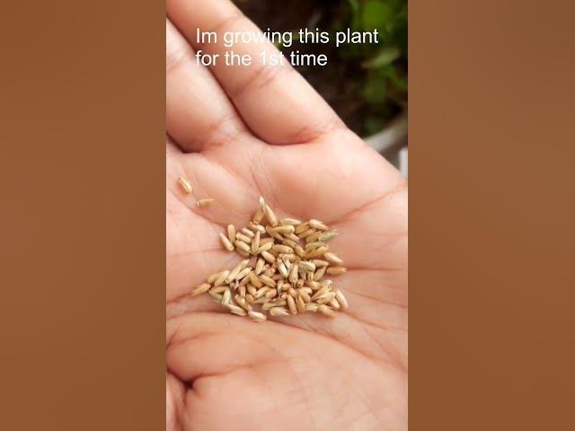 Apamarga/Uttareni Seeds Germination #medicinalplant #apamarg #uttareni #apamarga #herbalplants