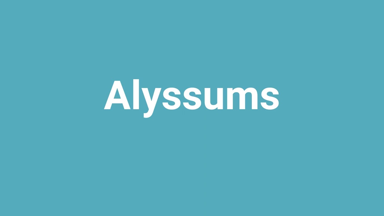 Alyssums Meaning And Pronunciation YouTube Alyssums Meaning And Pronunciation YouTube