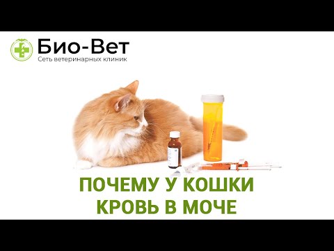 Кровь в Моче у Кошки 🙀// Причины и Что Делать // Сеть Ветклиник БИОВЕТ