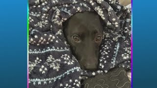 Doggone Weather in Northeast Ohio: Duke