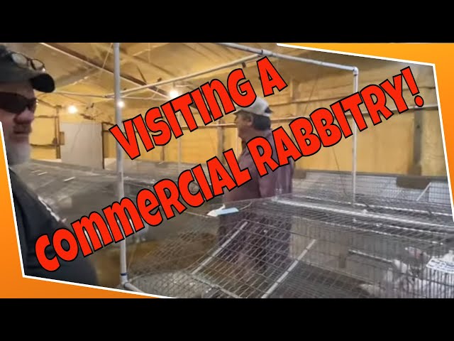 We visited a commercial rabbitry! class=