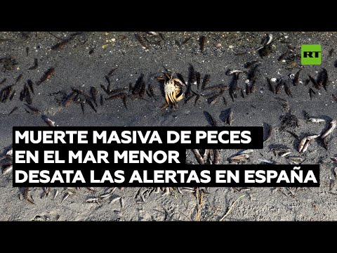 Video: Muerte Masiva De Peces En El Puerto De California