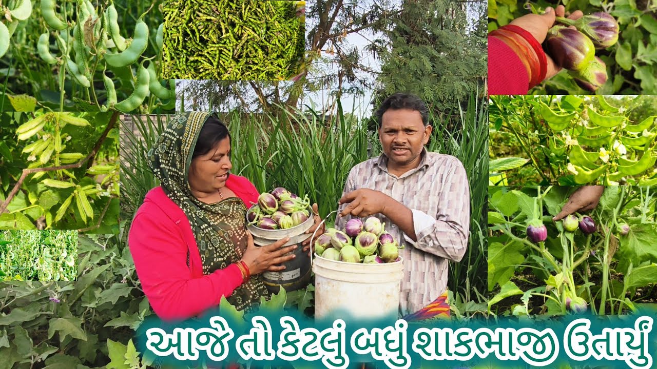 આજે તો કેટલું બધું શાકભાજી ઉતાર્યું 🥒🫛😀🍆🫑🌱🥰🤗😇